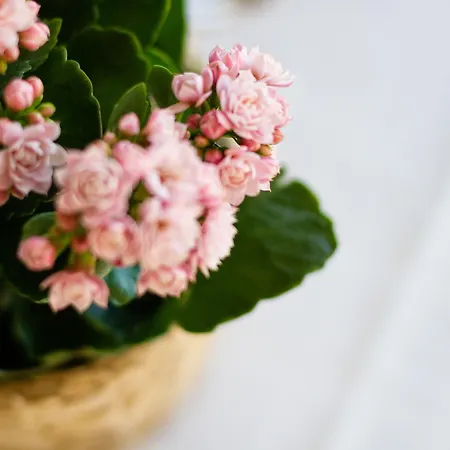 Ξενοδοχείο Don Pepe 3*