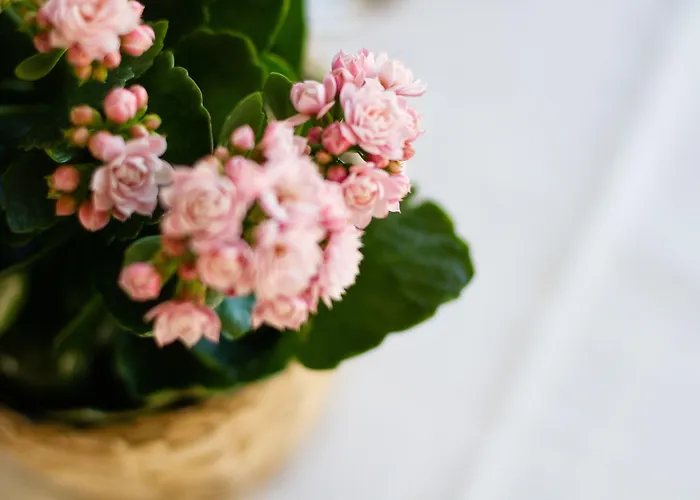 Hotel Silken Don Pepe Y Don Pepe Ria 3*